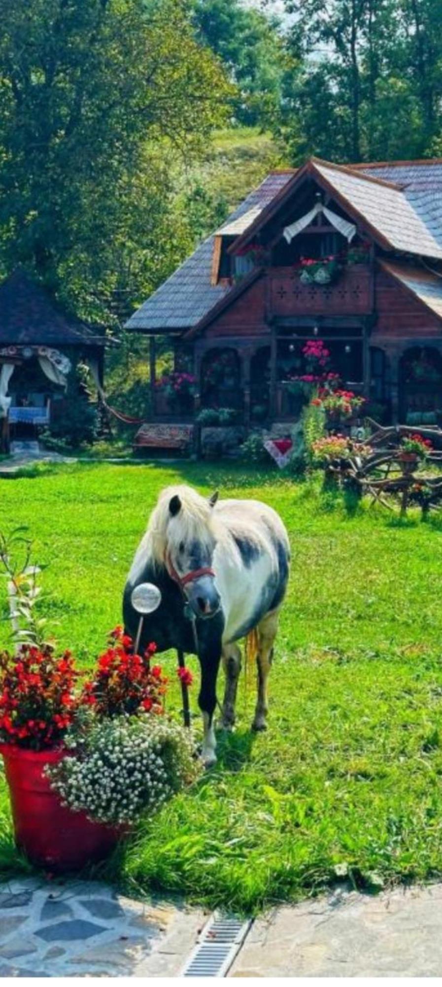 Pensiunea Rustic Oncesti Dış mekan fotoğraf